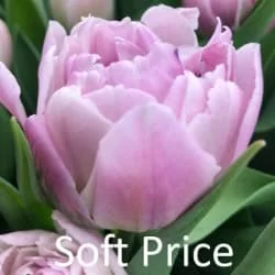 Тюльпан Софт прайс (Soft Price) Тюльпан Софт прайс (Soft Price)