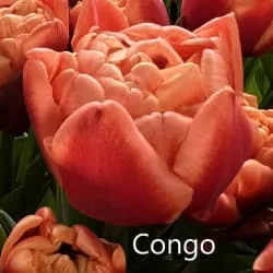 Тюльпан Конго (Congo) Тюльпан Конго (Congo)