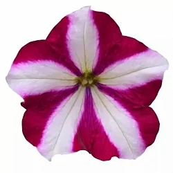  Петуния Easy Wave F1 burgundy star (5шт)