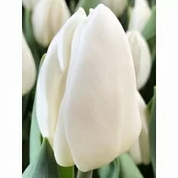 Тюльпан Фривеллер (Freewheeler) Тюльпан Фривеллер (Freewheeler)