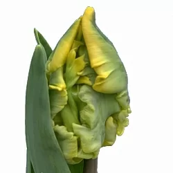 Тюльпан Голд Рейс (Gold race (Strong Gold Parrot)) Тюльпан Голд Рейс (Gold race (Strong Gold Parrot))