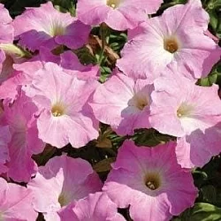  Петуния Easy Wave F1 mystic pink (5шт)