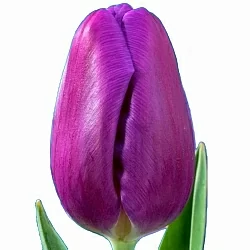 Тюльпан Ангола (Angola) Тюльпан Ангола (Angola)