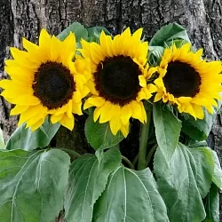 Подсолнух Helianthus Luxor F1 golden (10шт)