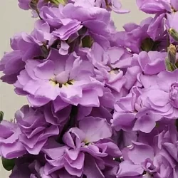 Маттиола Matthiola incana Katz yellow (20шт)