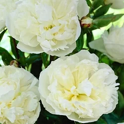  Пион Дюшес де Немур (Duchesse de Nemours)