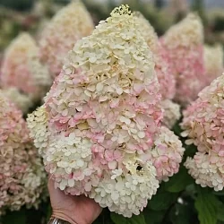  Фрейз Мельба (Fraise Melba)