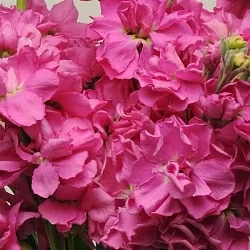 Маттиола Matthiola incana Katz yellow (20шт)
