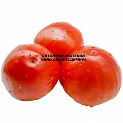  Томат Натальины арбузики (6шт)