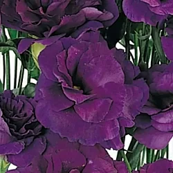 Лизиантус Lisianthus ABC 2 F1 purple (10шт)