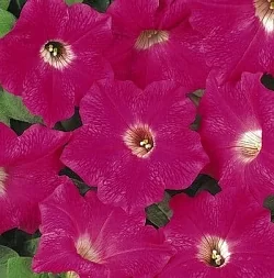  Петуния Wave F1 rose (5шт)