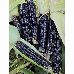 Кукуруза Ацтекская чёрная (Black Aztec) (5шт)