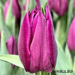 Тюльпан Лаптоп (Laptop) Тюльпан Лаптоп (Laptop)