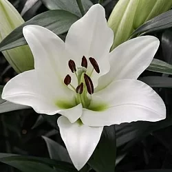 Лилия Tisento