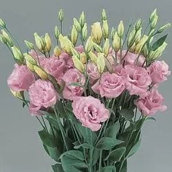 Лизиантус Lisianthus Super Magic I-II F1 rose (10шт)
