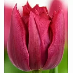 Тюльпан Когнак (Cognac) Тюльпан Когнак (Cognac)