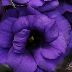 Лизиантус Lisianthus ABC 1 F1 purple (10шт)