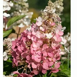  Гортензия Юник (Unique)