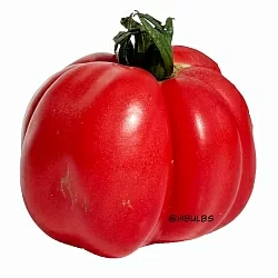  Томат Инжир розовый (6шт)