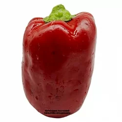  Перец сладкий Фиолетово-рубиновый король (6шт.)