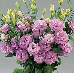 Лизиантус Lisianthus Super Magic I-II F1 lilac (10шт)