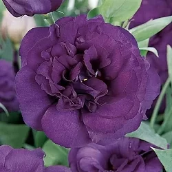 Лизиантус Lisianthus ABC 3 F1 purple (10шт)