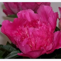  Пион Букет Перфект (Bouquet Perfect)