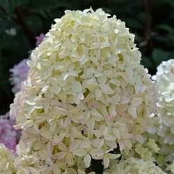  Гортензия Юник (Unique)