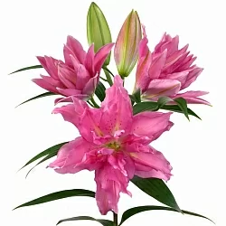 Лилия Gisella