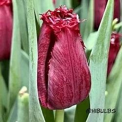 Тюльпан Филли Белль (Philly Belle)