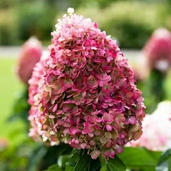 Пинк Промизе (Pink Promise) Пинк Промизе (Pink Promise)