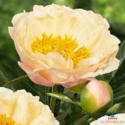  Пион Кингс Дей (King's Day)