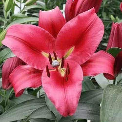 Лилия Carbonero