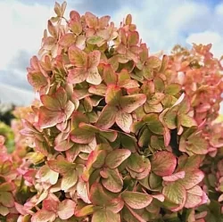  Фрейз Мельба (Fraise Melba)