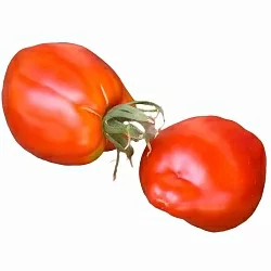  Томат Египетский (6шт)