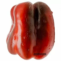  Перец сладкий Асти Квадрато красный (Quadrato D'Asti Rosso) (6шт.)