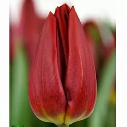 Тюльпан Стронг Повер (Strong Power) Тюльпан Стронг Повер (Strong Power)