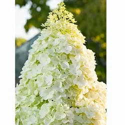  Фрейз Мельба (Fraise Melba)