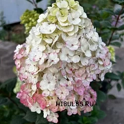  Фрейз Мельба (Fraise Melba)