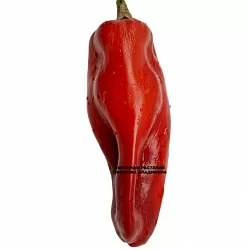  Перец сладкий Сладкий из Испании/ Ду деСпани (Doux d’Espagne) (6шт.)