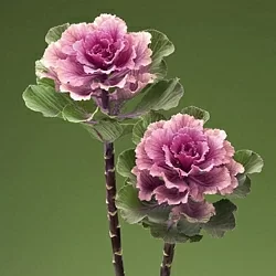Брасика Brassica oleracea Flare F1 white (10шт)