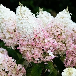 Строберри Блоссом (Strawberry Blossom) Строберри Блоссом (Strawberry Blossom)