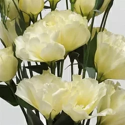 Лизиантус Lisianthus ABC 1 F1 yellow (10шт)