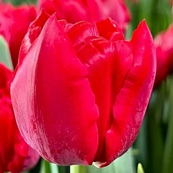 Тюльпан Скарлет Верона (Scarlet Verona) Тюльпан Скарлет Верона (Scarlet Verona)