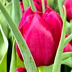 Тюльпан Ворлд Боул (World Bowl) Тюльпан Ворлд Боул (World Bowl)