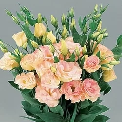 Лизиантус Lisianthus Super Magic I-II F1 champagne (10шт)