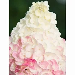 Сандей Фрейз (Sundae Fraise) Сандей Фрейз (Sundae Fraise)