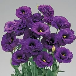 Лизиантус Lisianthus Super Magic I-II F1 deep blue (10шт)