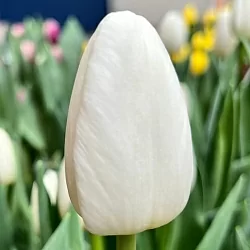 Тюльпан Полестар (Polestar (Strong Gold white)) Тюльпан Полестар (Polestar (Strong Gold white))