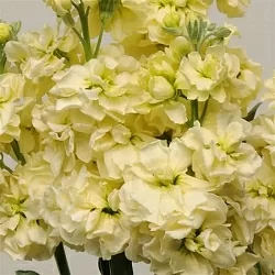 Маттиола Matthiola incana Katz yellow (20шт)